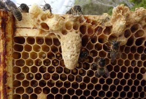 Queen Cell In Honey Bee Colony Stock Image C0516772 Science