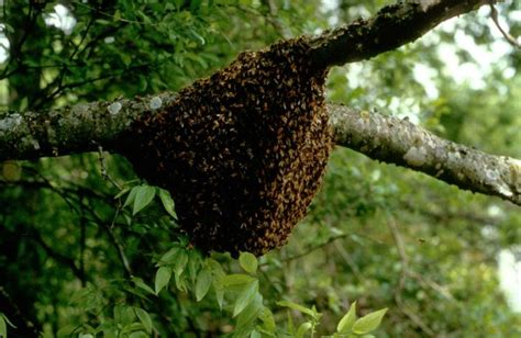 Free picture: nuclei, honey, bees, nest, branch