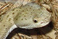 New Mexico Ridge Nosed Rattlesnake Crotalus Willardi Obscurus