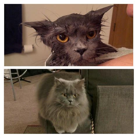 Wet Cat Vs Dry Cat Imgur