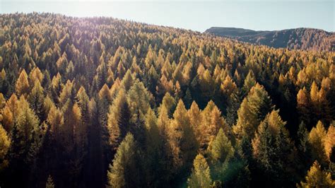 Massive autumn larch forest | aerial-footage.com