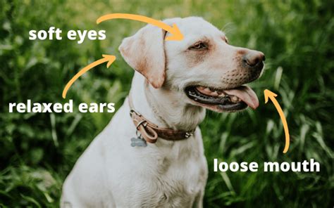 Dog Body Language 101 Understanding Dog Communication