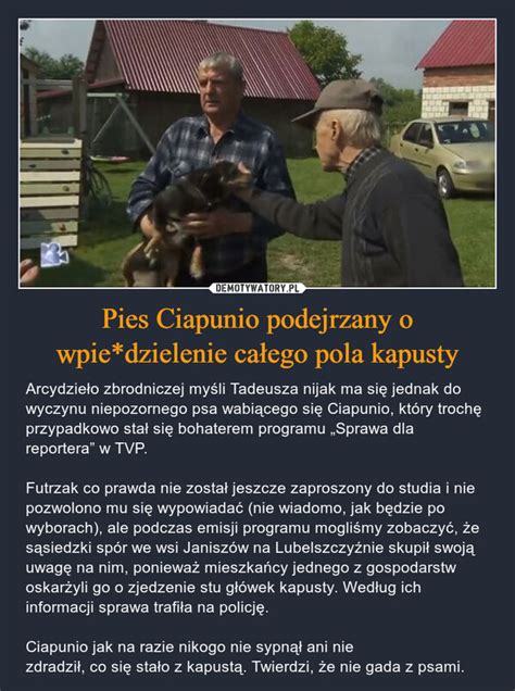 Pies Ciapunio podejrzany o wpie dzielenie całego pola kapusty