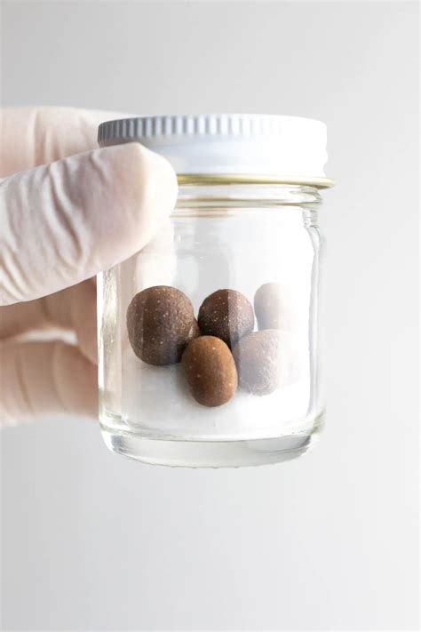 Baobab Seeds – Stemcell Science Shop