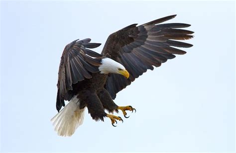 Eagle Spirit Animal