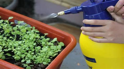 How to Make Liquid Fertilizer for Aquarium Plants – Easy DIY Tips