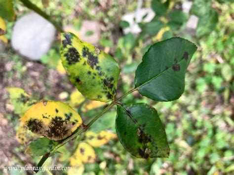 Mancha Negra Del Rosal Plantas Y Jard N