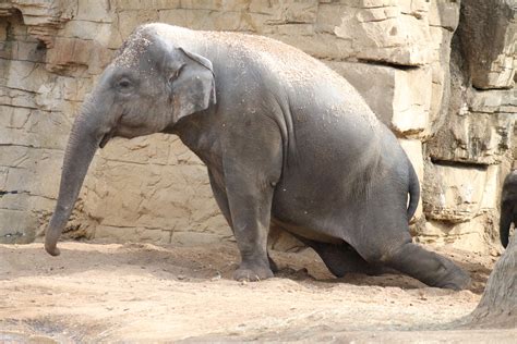 The Elephants Do Yoga In Stl Too Elephant Yoga Funny How To Do Yoga