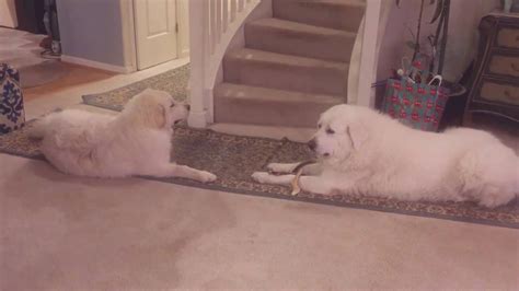 Great Pyrenees Puppy Crying Youtube