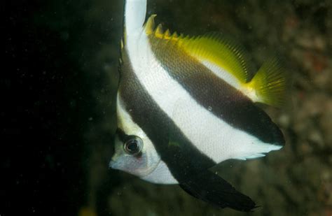 Schooling Bannerfish (Fishes of Chowder Bay, Sydney, Australia ...