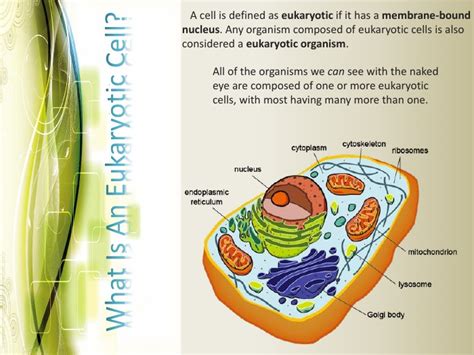 Eukaryotic Cell Structure