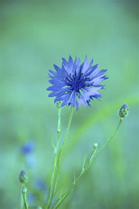 Cornflower Centaurea Cyanus Asteraceae Cornflower Herb Or Bachelor