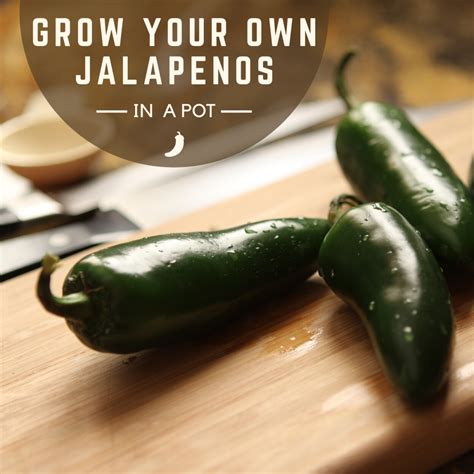 How To Grow Jalapeños In A Pot Or Container From Seed Dengarden