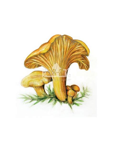 Pieprznik Jadalny Cantharellus Cibarius Puls Art Artystycznie Z Natury