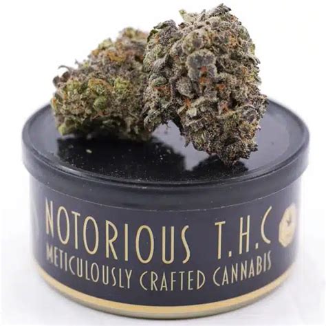 Notorious THC Craft Dosi Pie 7 Grams Ganja West Dispensary