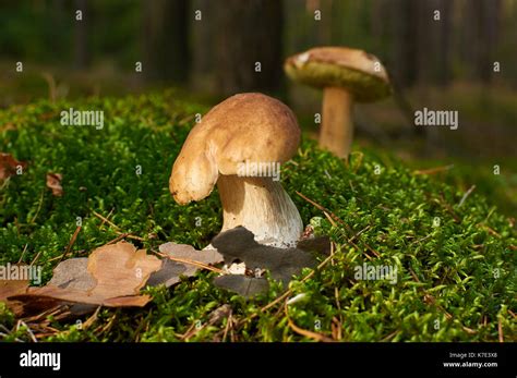 Two Boletus Edulis Mushroom Growing In Moss Stock Photo Alamy