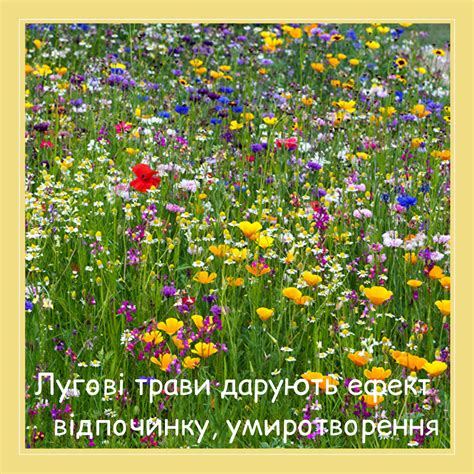 Лугові трави, цілющі властивості, квіти, аромат, арома-терапія, літо ...