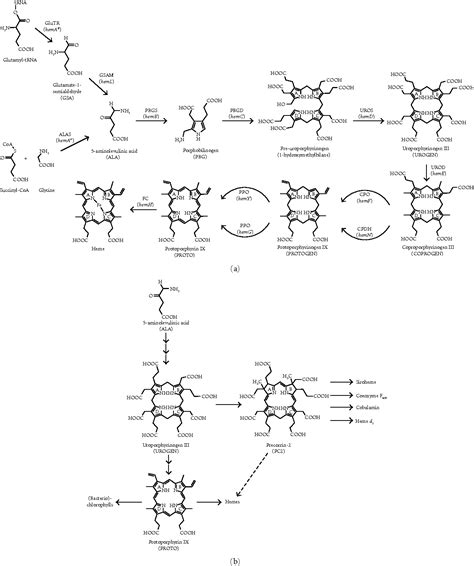 Figure 1 From A Novel Pathway For The Biosynthesis Of Heme In Archaea