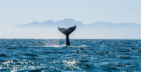 Endangered Whale Species In Our Oceans