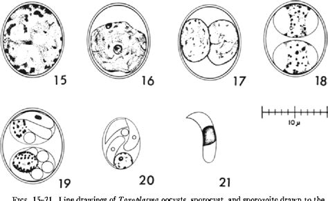 Toxoplasma Gondii Eggs