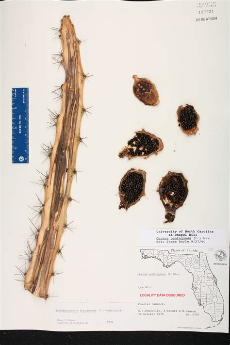 Acanthocereus Tetragonus Species Page Isb Atlas Of Florida Plants
