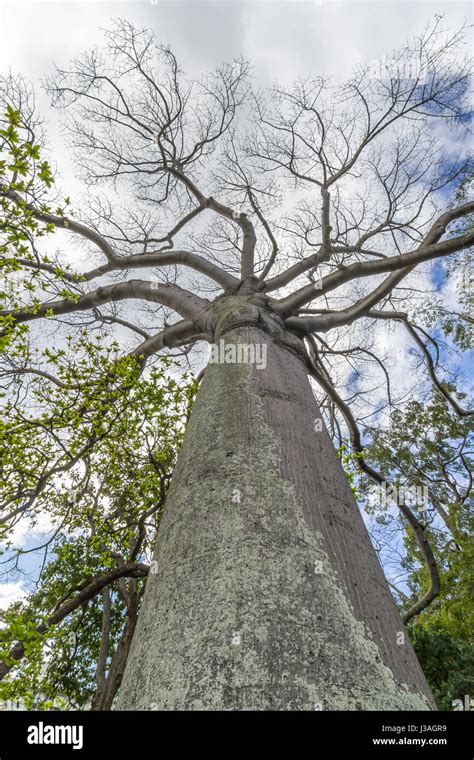 Giant Kapok Tree Hi Res Stock Photography And Images Alamy