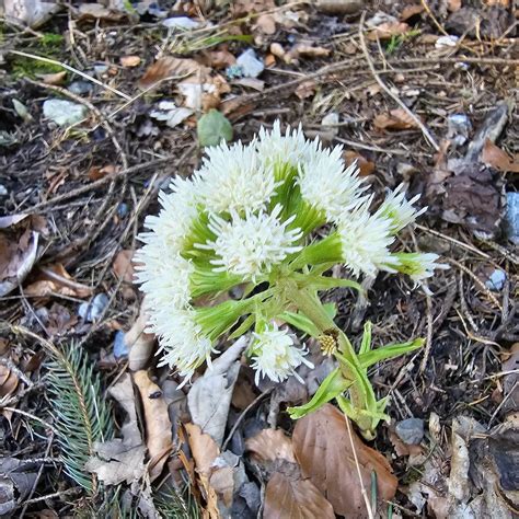 Petasites Albus Wei E Pestwurz Tour Heuberg Andrea Schieber Flickr