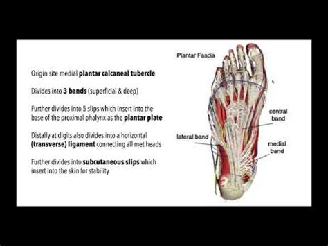 Mastering the Plantar Aponeurosis | Anatomy, Function Pathology ...