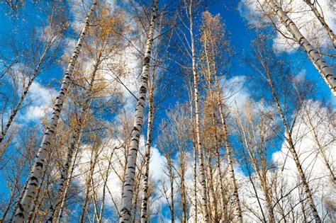 Premium Photo Birch Trees Against The Blue Sky