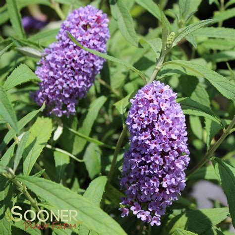 Purple Emperor™ Butterfly Bush | Sooner Plant Farm