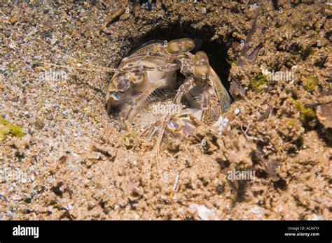 Spear mantis shrimp (Lysiosquilla maculata Stock Photo - Alamy