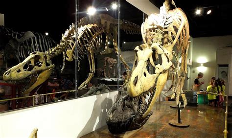 Dinosaur Hall | Arizona Museum of Natural History