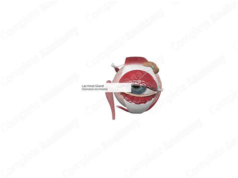 Lacrimal Gland Complete Anatomy