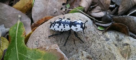 Bugs That Kill Trees In Texas Elden Westmoreland