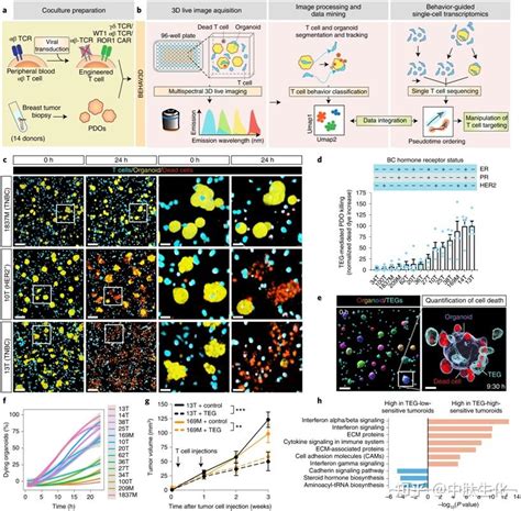 Nat Biotechnol：开发出一种新的三维成像技术可以实时观察t细胞免疫疗法的作用机制 知乎