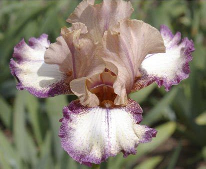 Platform Tall Bearded Iris Nola S Iris Gardens