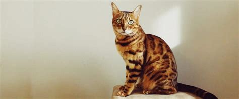 Gato Bengal Caracter Sticas Cuidados Y Precio De Esta Fascinante Raza