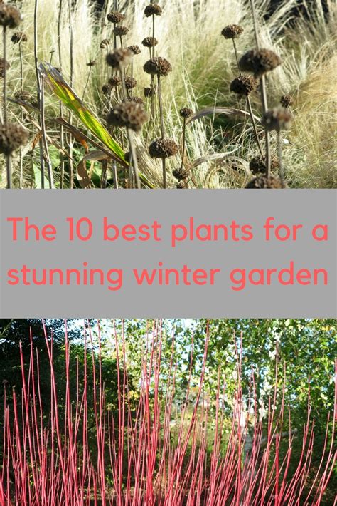 10 Creative Ways To Improve Your Winter Garden The Middle Sized