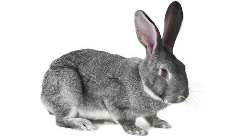 American Chinchilla Rabbit Everything You Need To Know