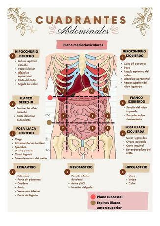 Examen Fisico Del Torax Y Abdomen Mind Map