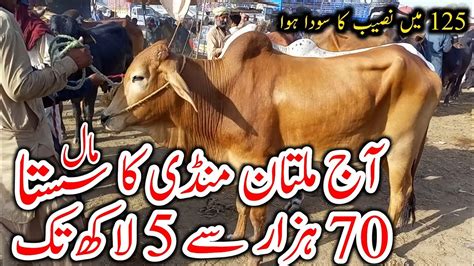 Multan Cow Mandi Today Latest Update May Qurbani Cow Mandi