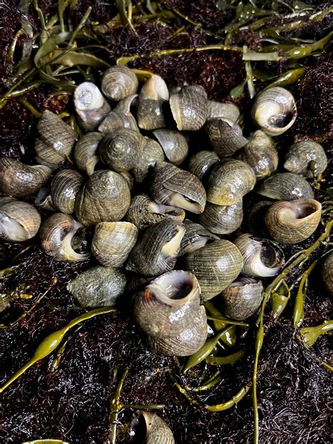 Periwinkle Snails 15 Lbs Gulf Of Maine Inc