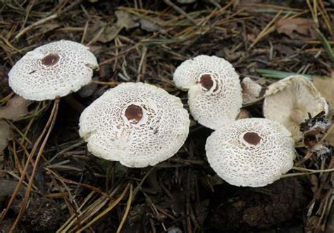 Lepiota Felina Cat Dapperling Mushroom