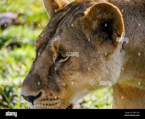 Close Encounter With A Lioness Panthera Leo Passing The Safari