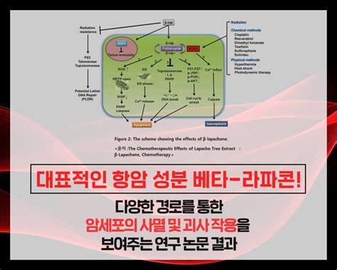 담낭암 담도암 간내 및 4기 말기 생존율 높이는 관리법 네이버 포스트