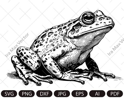 Frog Svg Frog Clipart Frog Png Frog Head Frog Detailed Inspire