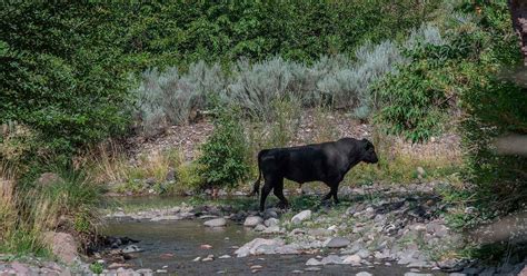 Kill Order For New Mexico Feral Cows Issued By Us Officials The