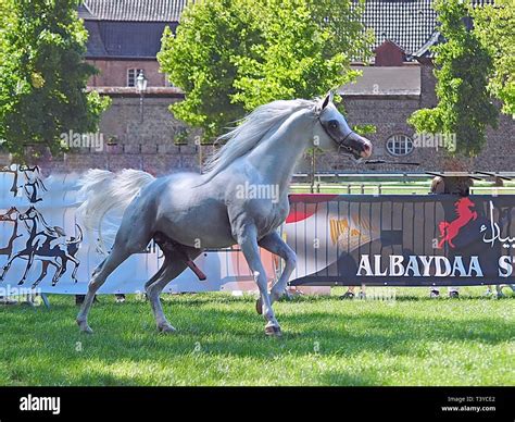 Beautiful Egyptian Arabian Horse At A Show Stock Photo Alamy