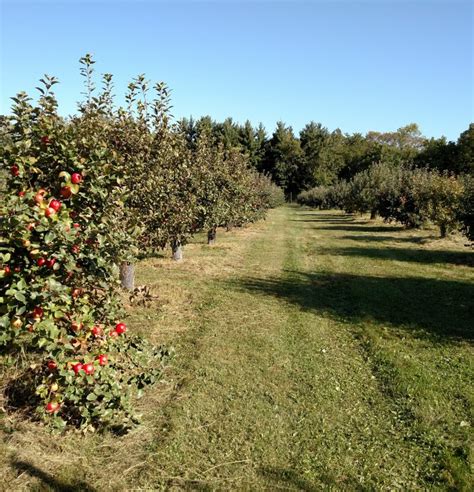 50+ Places for the Best Apple Picking Near Me - Days Out On The Farm