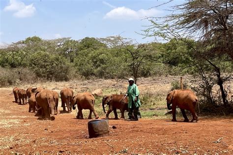 What to Expect When Visiting Sheldrick Elephant Orphanage